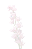 Flower Image